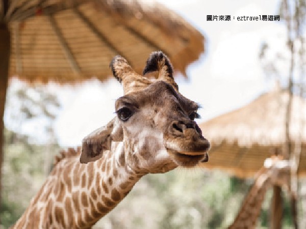 珍珠野生動物園